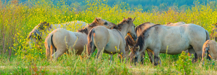 Horse in a bright field with colorful wild flowers at sunrise in an early summer morning with a blue sky, Almere, Flevoland, The Netherlands, August 11, 2020 © Naj