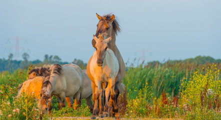 Horse in a bright field with colorful wild flowers at sunrise in an early summer morning with a blue sky, Almere, Flevoland, The Netherlands, August 11, 2020 © Naj