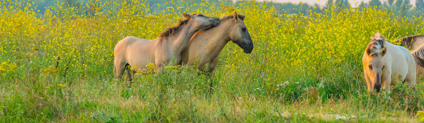 Horse in a bright field with colorful wild flowers at sunrise in an early summer morning with a blue sky, Almere, Flevoland, The Netherlands, August 11, 2020 © Naj