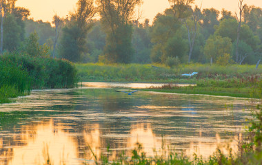 The edge of a lake at sunrise in an early bright summer morning with a colorful sky in sunlight, Almere, Flevoland, The Netherlands, August 11, 2020