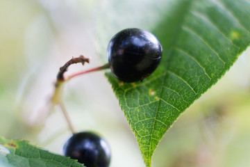 great photo. branches of the fruit of the bird cherry tree on a tree. black bird cherry. medicinal plant of bird cherry. Fresh bird cherry fruits for making butter. sunny day. summer time