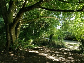 Swing in the jungle and foot path side tree