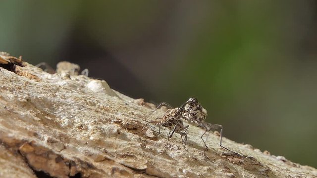 Pin-hole borer beetles, Ambrosia beetles, is insect pests in the mating season.