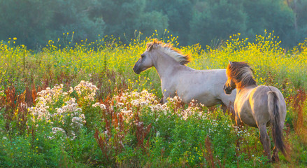 Horse in a bright field with colorful wild flowers at sunrise in an early summer morning with a blue sky, Almere, Flevoland, The Netherlands, August 11, 2020 © Naj