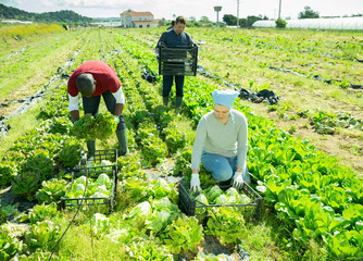 Farmer and his assistant harvesting ripe lettuce on the field
