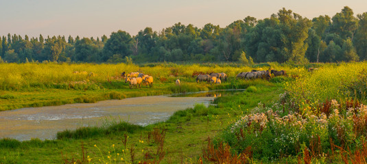 Horse in a bright field with colorful wild flowers at sunrise in an early summer morning with a blue sky, Almere, Flevoland, The Netherlands, August 11, 2020 © Naj