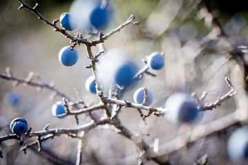 frutos arbustivos, Sierra de Sevil ,Sobrarbe, Provincia de Huesca, Comunidad Autónoma de Aragón, cordillera de los Pirineos, Spain, europe