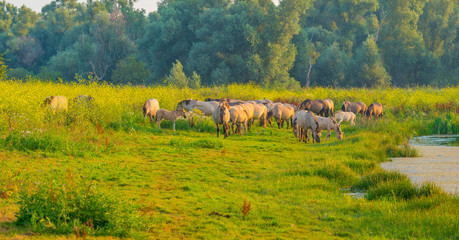 Horse in a bright field with colorful wild flowers at sunrise in an early summer morning with a blue sky, Almere, Flevoland, The Netherlands, August 11, 2020 © Naj