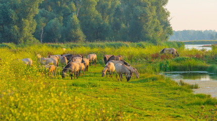 Horse in a bright field with colorful wild flowers at sunrise in an early summer morning with a blue sky, Almere, Flevoland, The Netherlands, August 11, 2020 © Naj