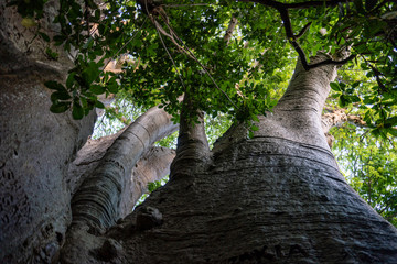 Fototapeta premium Bottom view on a Crown of Giant Baobab tree, the bigest Baobab in East Africa. Pemba, Zanzibar, Tanzania