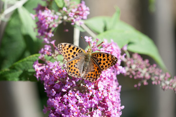 Silbriger Perluttfalter