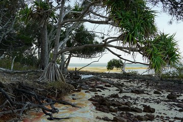 View along the rocky shoreline of Norfolk Beach, with overhanging trees, on Coochiemudlo Island,...