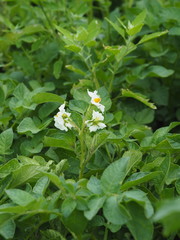 Agricultural background, vegetable growing. Potato bush blooming with white flowers.