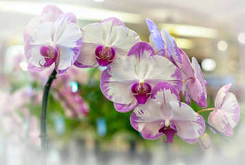 Vanda orchid flower in Thailand