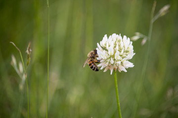 Fototapeta Pszczoła siedząca na kwiecie kończyny obraz