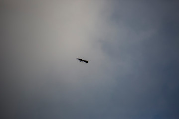 Fototapeta premium Vulture flight in Montsec, Lleida, Spain