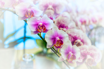 Fototapeta na wymiar Vanda orchid flower in Thailand