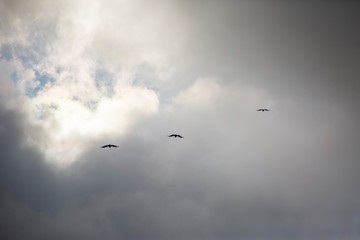 Vulture flight in Montsec, Lleida, Spain