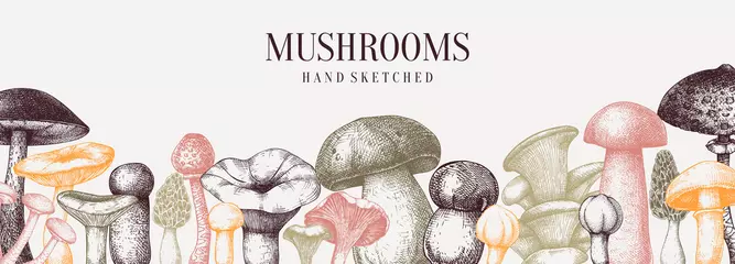 Foto op Plexiglas Vintage mushrooms banner. Edible mushrooms vector background. Hand drawn food drawings. Forest plant sketches.  © sketched-graphics