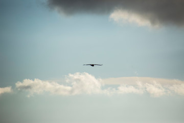Vulture flight in Montsec, Lleida, Spain
