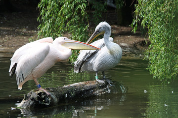 Rosapelikan+Krauskopfpelikan