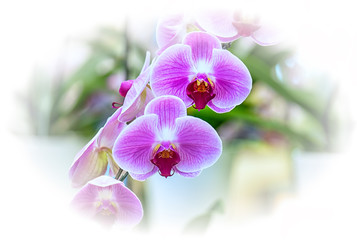 Vanda orchid flower in Thailand