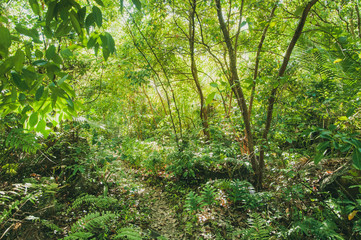 Tropical Jungle view with lush vegetation in Seychelles