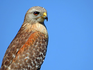 Red-shouldered Hawk Close Up