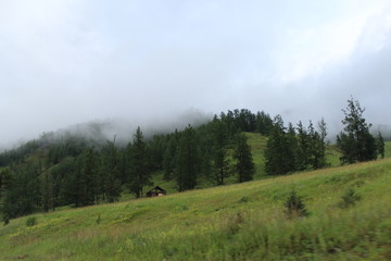Fototapeta premium forest in the mountains