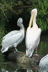 Rosapelikan+Krauskopfpelikan