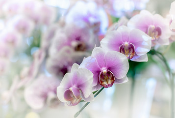 Obraz na płótnie Canvas Vanda orchid flower in Thailand