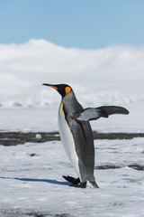 King Penguin (Aptenodytes patagonicus) walking on snow covered Salisbury Plain, South Georgia Island, Antarctic