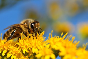 The bee is collecting pollen from a yellow flower.