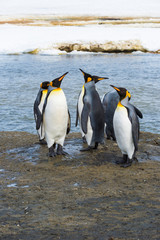 Fototapeta premium King Penguins (Aptenodytes patagonicus), Right Whale Bay, South Georgia Island, Antarctic