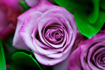 purple blooming rose flower close up with green leaves as a background