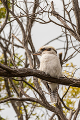 A Laughing Kookaburra Dacelo novaeguineae