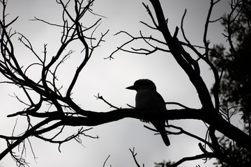 A Laughing Kookaburra Dacelo novaeguineae Silhouette