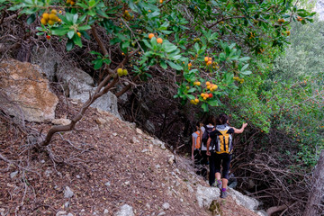 escursionistas entre madro&ntilde;os, Fita del Ram, esporles, sierra de Tramuntana, Mallorca, balearic islands, Spain