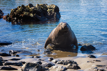 Fototapeta premium Male Southern Elephant seal (Mirounga leonina) in water, Elsehul Bay, South Georgia Island, Antarctic