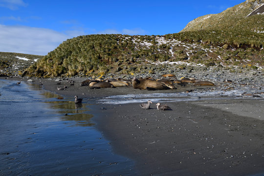 Southern Elephant seals (Mirounga leonina) and Southern Giant Petrels (Macronectes giganteus) on the beach, Elsehul Bay, South Georgia Island, Antarctic
