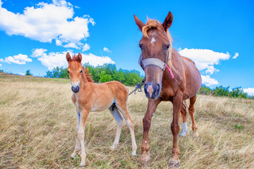 Fototapeta na wymiar Portrait of Mother and baby Horses 