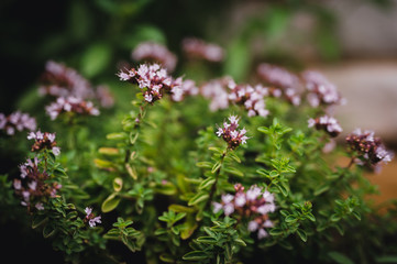 Thymus serpyllum close up. Breckland thyme macro photo.