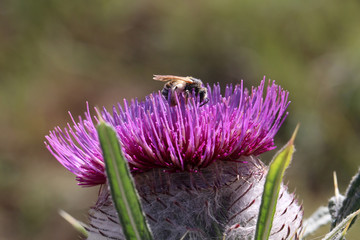 Bees and bumblebees collect nectar from flowers