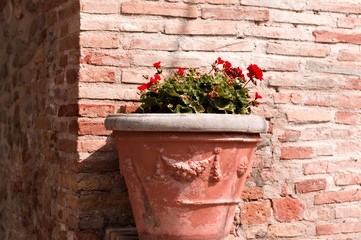 Antique clay pot with a plant with red flowers in front of a brick wall (Pesaro, Italy, Europe)