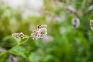 European bee collecting pollen on peppermint flower. Bee on flower close up.