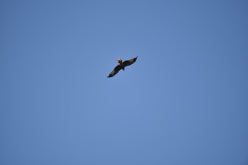 Rotmilan im Flug