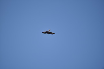 Rotmilan im Flug