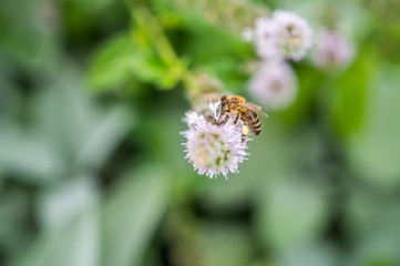 Fototapeta premium European bee collecting pollen on peppermint flower. Bee on flower close up.