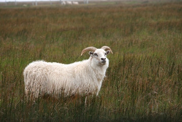 Goat in a field next a farm in Iceland