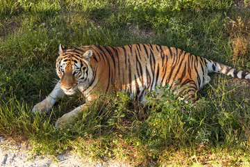 Naklejka na ściany i meble Big tiger lying on the grass. Tiger resting in the shade